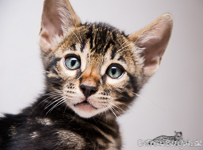 Bengal Kitten Dresden